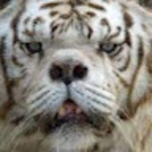 Meet your Posher, Ava